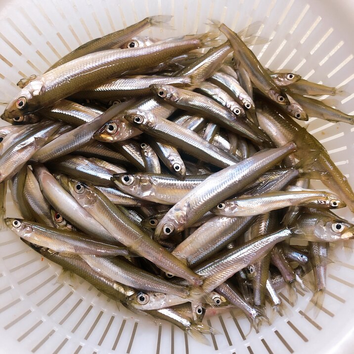 ワカサギの下処理